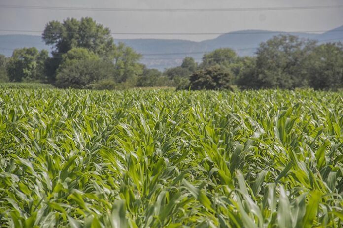 Campo_XP