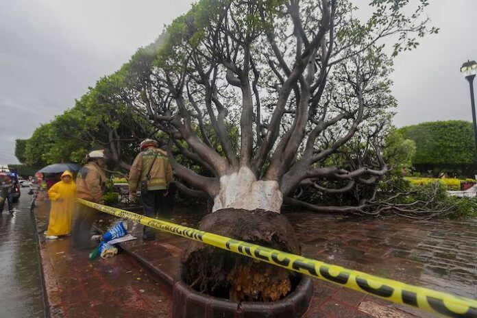 Arbol_PL