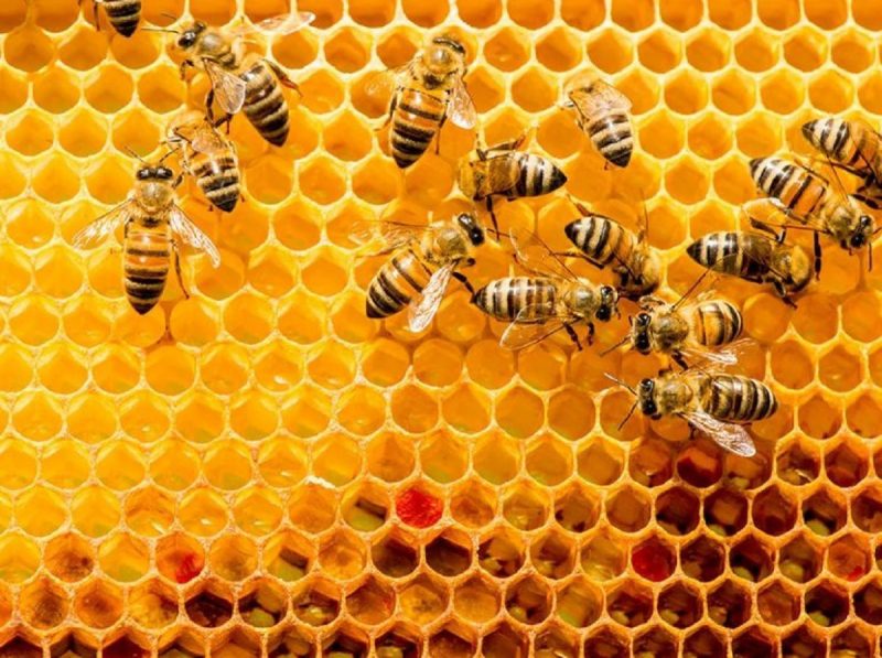 Sin abejas desaparecería 75% de consumo alimenticio