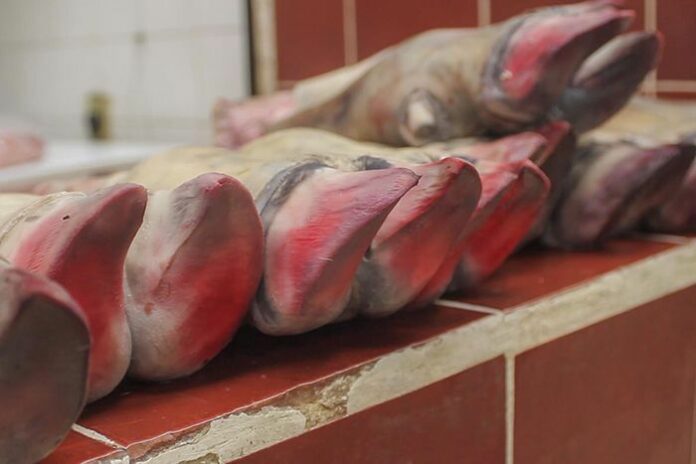 CARNE_2 copia