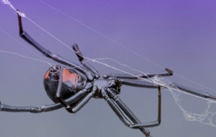 araña