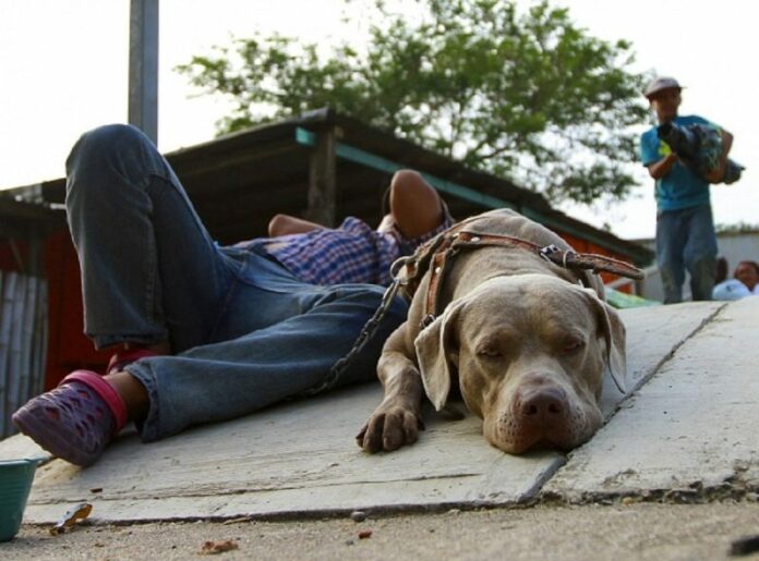 Bolillo, el perro migrante que también busca el sueño americano