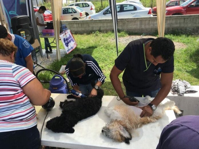 Se realizó la jornada “Apadrina su Esterilización” en San Juan del Río Se realizó la jornada “Apadrina su Esterilización” en San Juan del Río