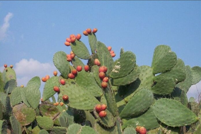 Mexiquense crea bebida que reduce glucosa en la sangre Mexiquense crea bebida que reduce glucosa en la sangre