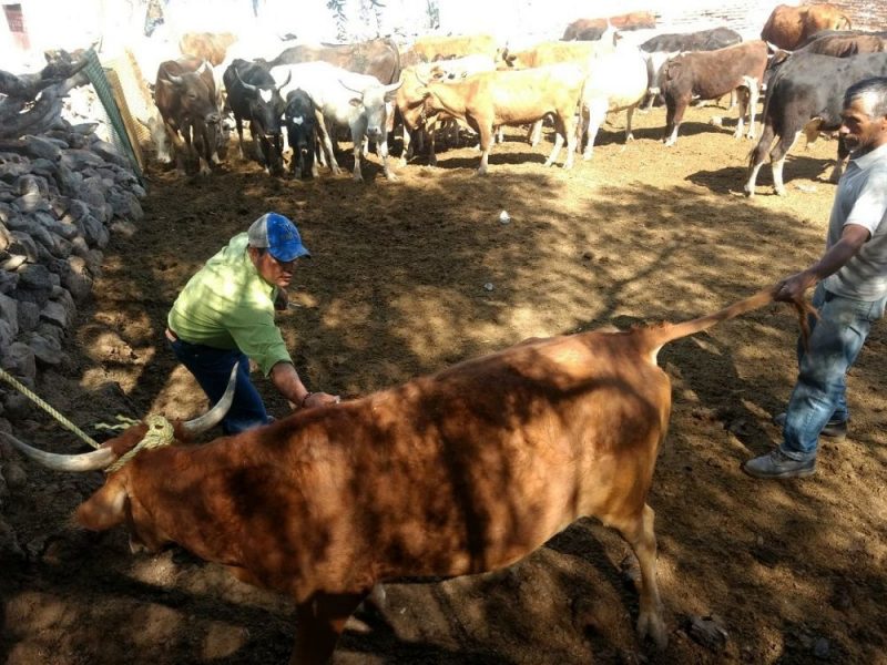 Arranca programa de vacunación de ganado en Pedro Escobedo 1