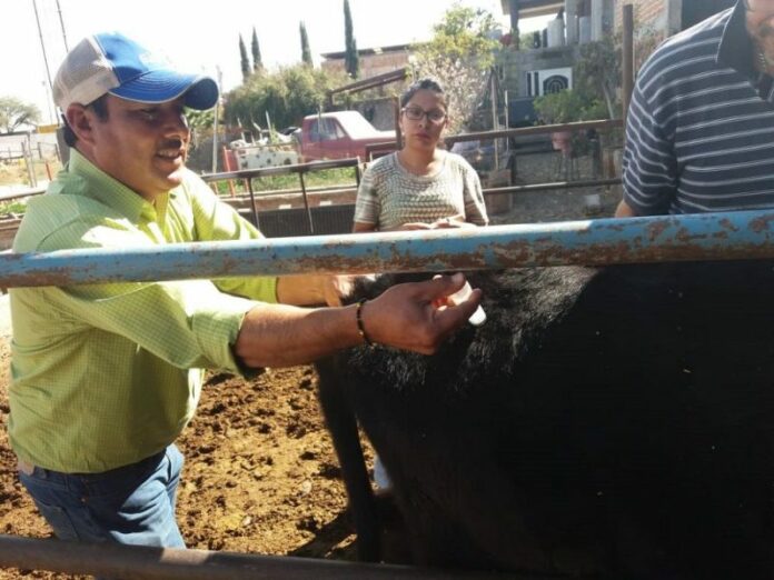 Arranca programa de vacunación de ganado en Pedro Escobedo Arranca programa de vacunación de ganado en Pedro Escobedo