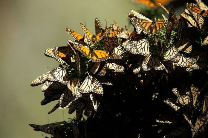 Mariposas Monarca hacen su templo en el Estado de México Mariposas Monarca hacen su templo en el Estado de México