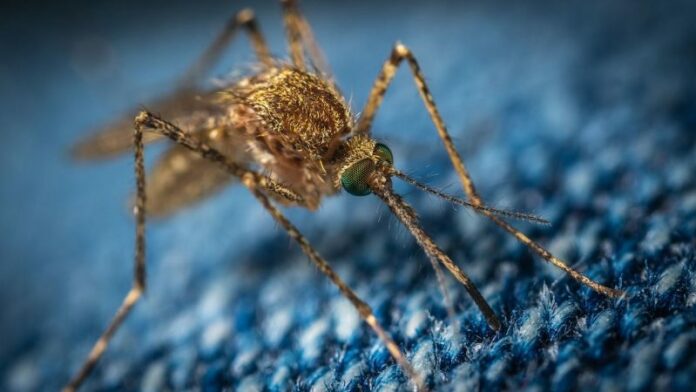 Desarrollan nuevo repelente de moscos que proviene de bacterias Desarrollan nuevo repelente de moscos que proviene de bacterias