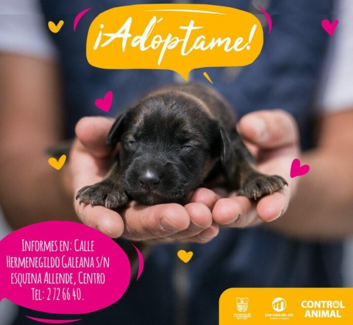 Promueven en SJR campaña Adopción Resposable de Mascotas Promueven en SJR campaña Adopción Resposable de Mascotas