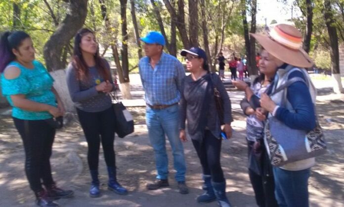 Ecologistas quieren evitar muerte de árboles en Puente de la Historia