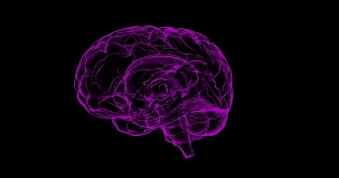 Descubren neurocientíficos cómo estimular la risa en el cerebro Descubren neurocientíficos cómo estimular la risa en el cerebro