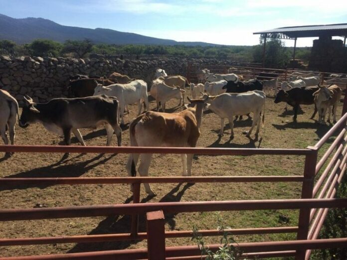 Brindan apoyo técnico a productores de ganado con desparasitación y vacunación Brindan apoyo técnico a productores de ganado con desparasitación y vacunación