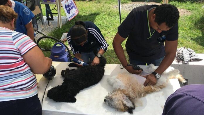 cropped-Archivo-Esterilización-2-2.jpeg