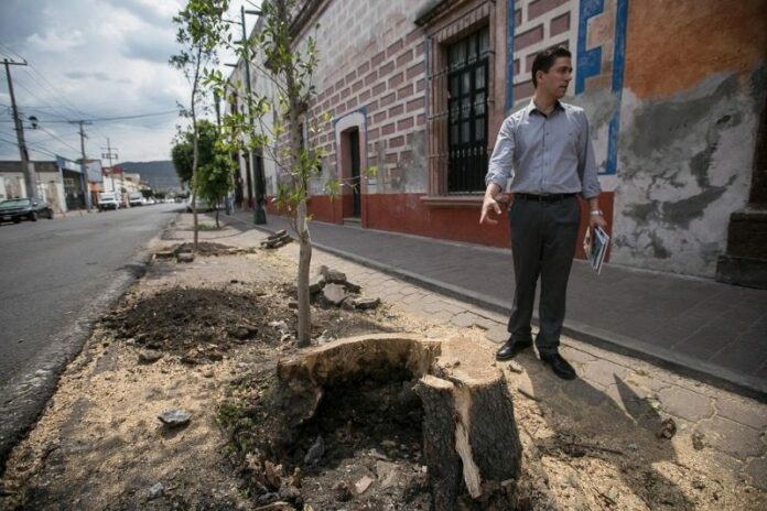Retiran árboles enfermos del centro de SJR, en riesgo de caer Retiran árboles enfermos del centro de SJR, en riesgo de caer