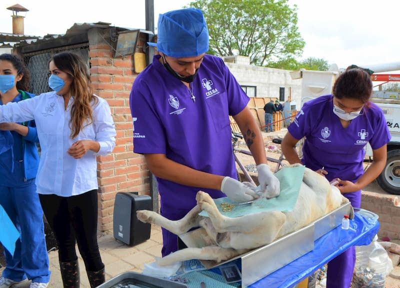 GRATIS Inician campaña de esterilización de perros en Tequisquiapan, QRO