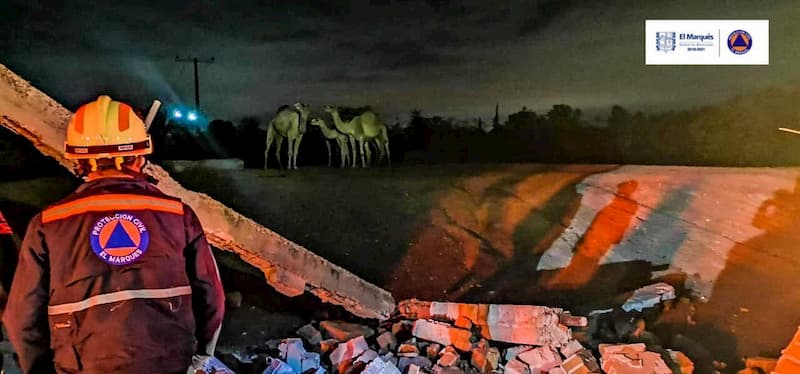 Se derrumba barda de zoológico, PC contiene a camellos en Querétaro 1