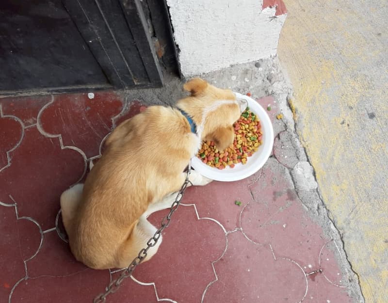 Protección Civil de Pedro Escobedo atiende reporte de abandono de 2 mascotas