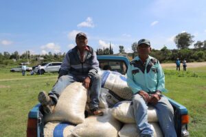 SEDEA entregó 44 toneladas de maíz para consumo humano en Corregidora