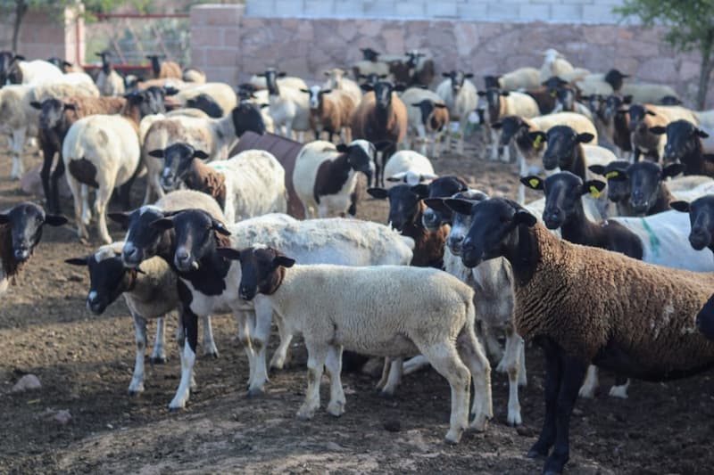 San Juan del Río y SEDEA convocan a participar en el Proyecto Impulso al Desarrollo Rural