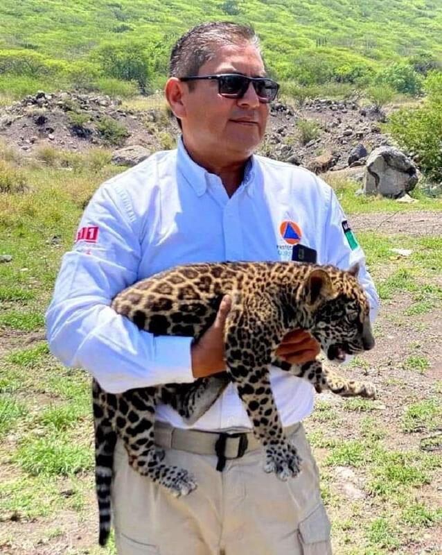 Hallan a cachorro de jaguar en Querétaro