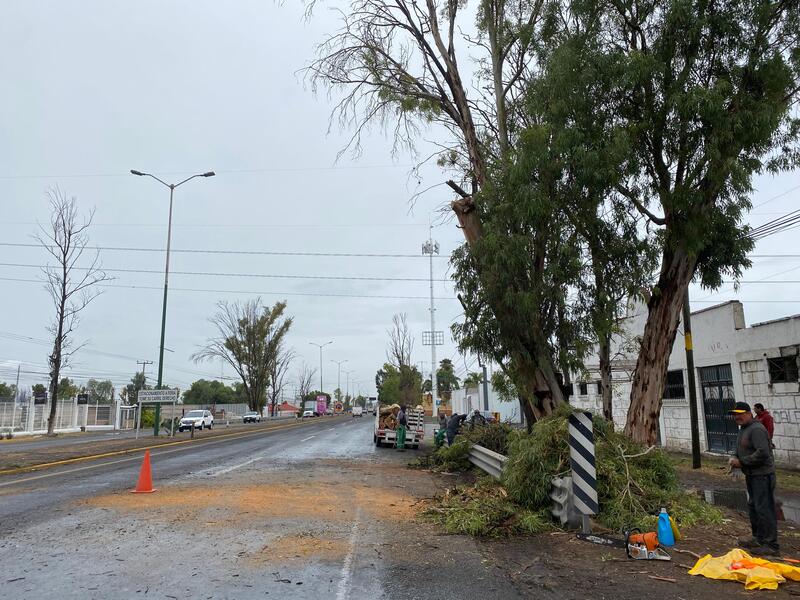 Intervención de árboles en San Juan del Río para prevenir riesgos durante temporada de lluvias