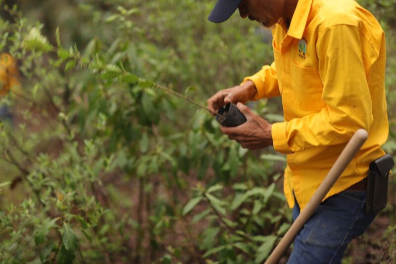 Amealco celebra el Día Nacional del Árbol con la reforestación de 23,000 árboles