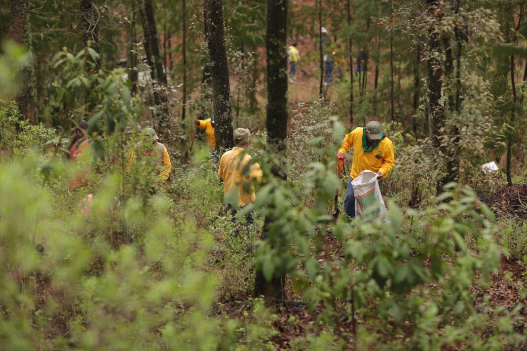 Amealco celebra el Día Nacional del Árbol con la reforestación de 23,000 árboles