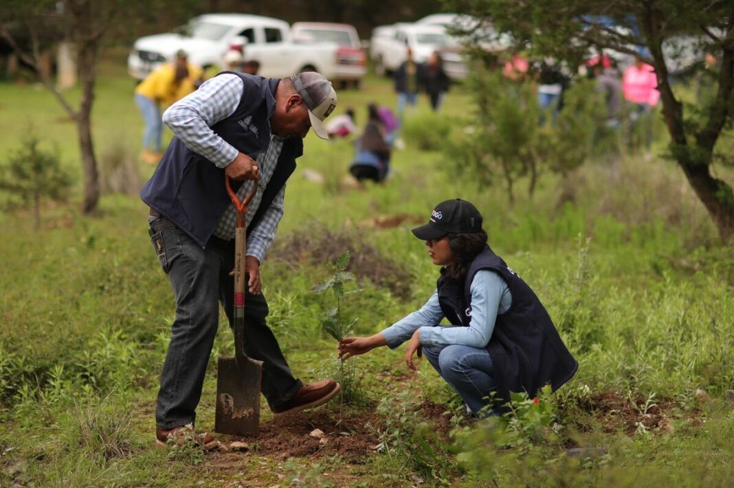 SEDEA impulsa la reforestación en San Joaquín para restaurar la biodiversidad