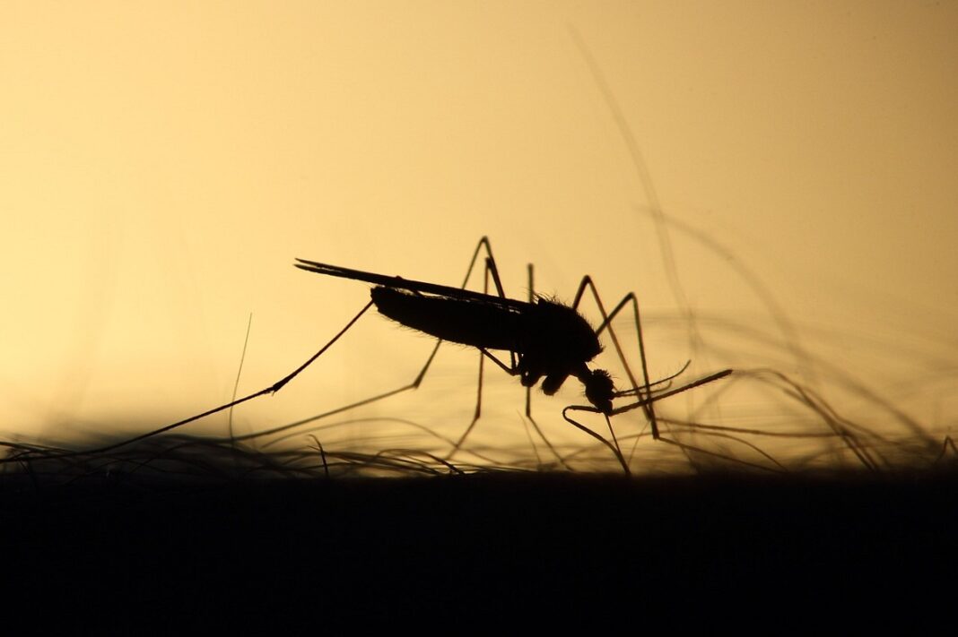 Secretaría de Salud intensifica medidas contra el dengue ante aumento de casos en Querétaro