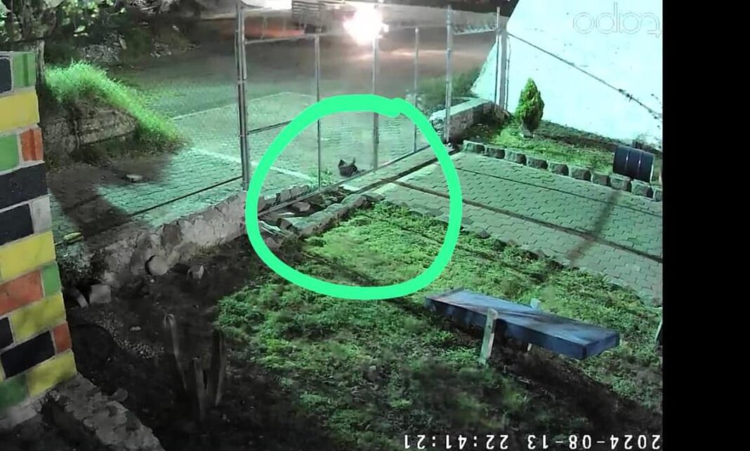 Hallan gatito muerto en instalaciones de Cuidado Animal en San Juan del Río