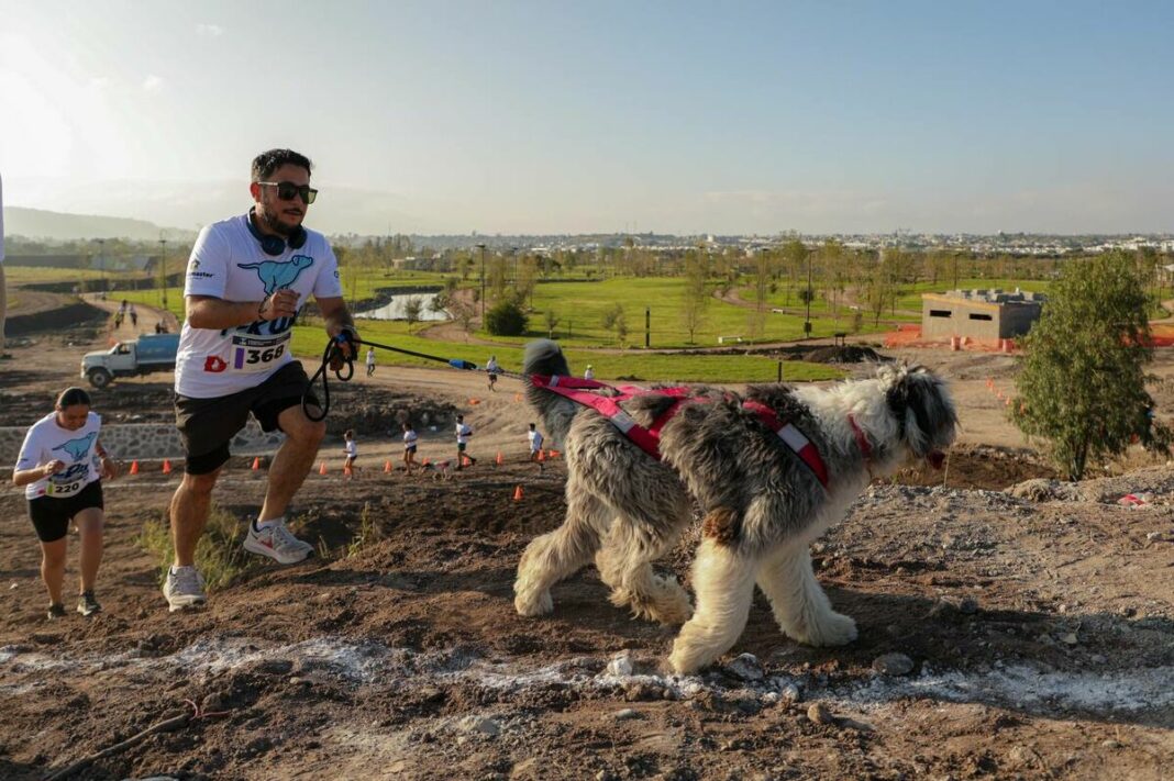 Gran éxito de la Carrera Canina P-Run 2024 en La Queretana