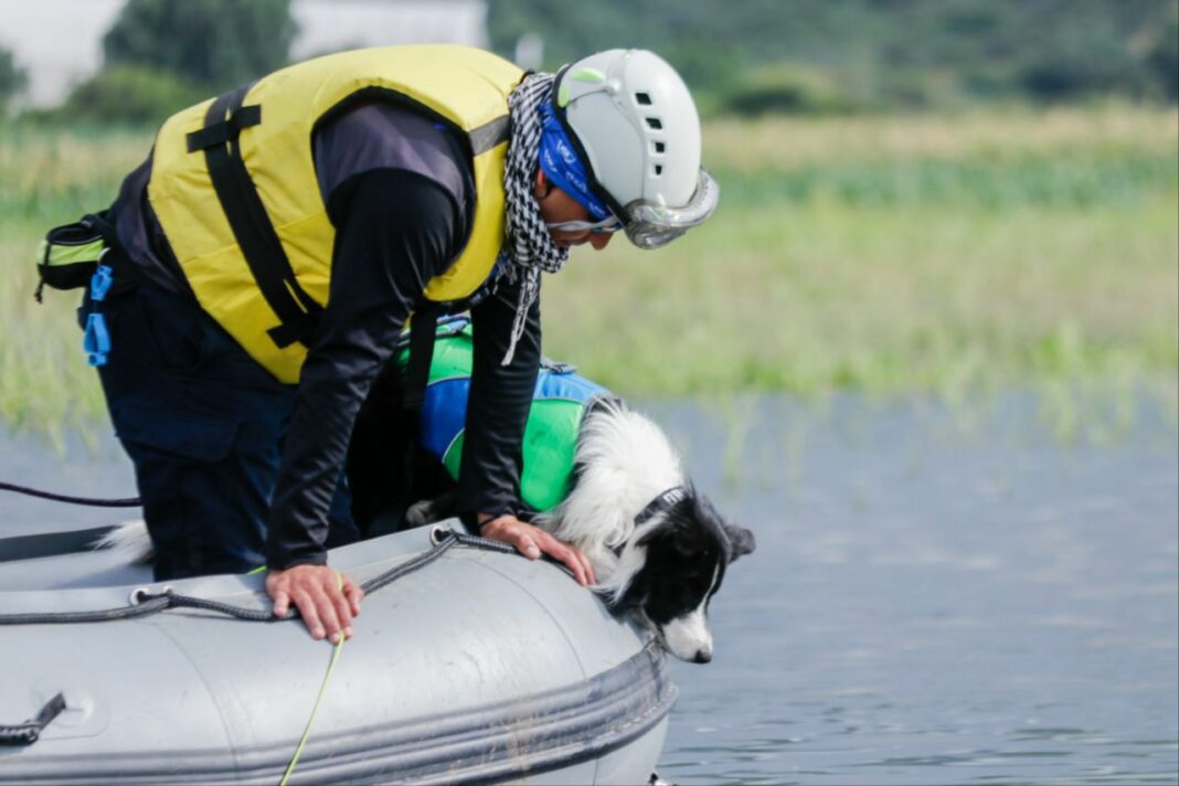 Integran binomios caninos a la búsqueda de joven desaparecido en El Rosario, San Juan del Río