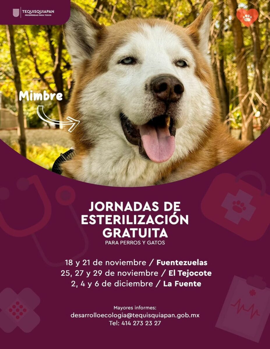 Tequisquiapan impulsa el bienestar animal con campañas de esterilización