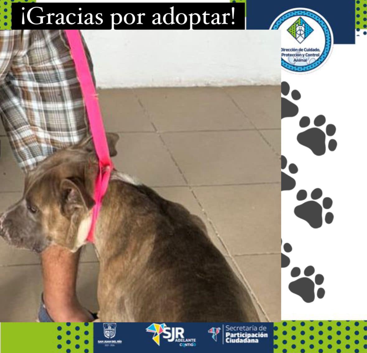 Cuidado Animal SJR hace un llamado a la adopción responsable en San Juan del Río