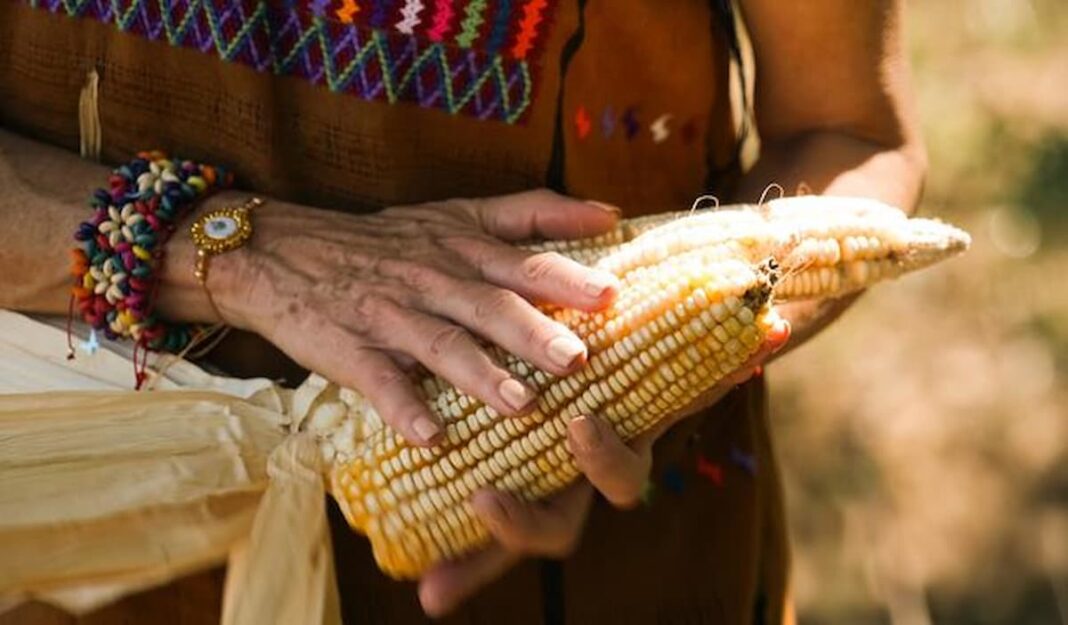 Envía Claudia Sheinbaum reforma constitucional para proteger el maíz mexicano