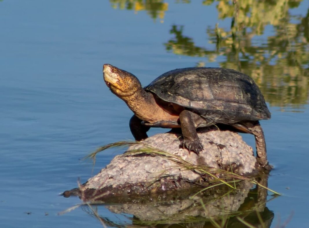 Fauna silvestre del Parque de las Garzas es un tesoro natural de San Juan del Río