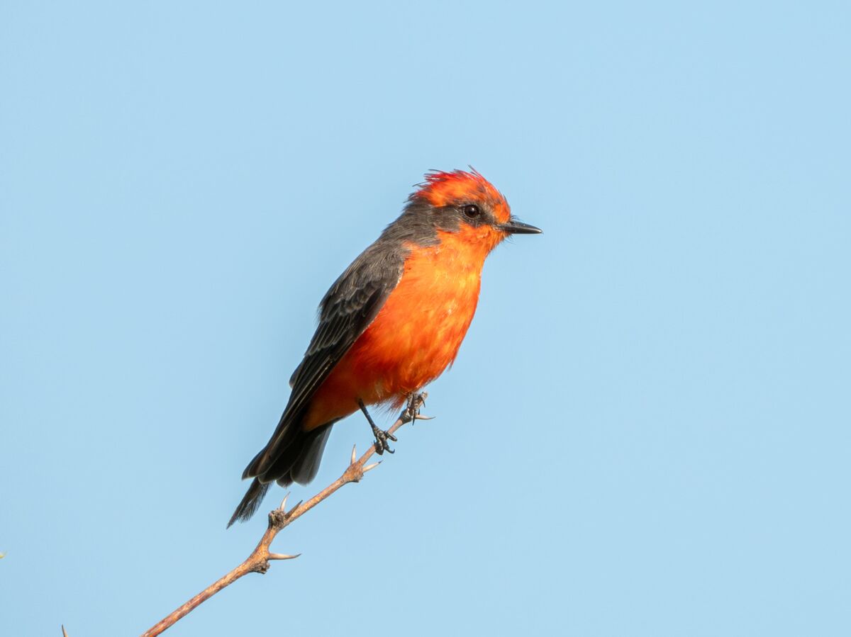 Observación de aves y actividades para proteger la biodiversidad del Parque de las Garzas