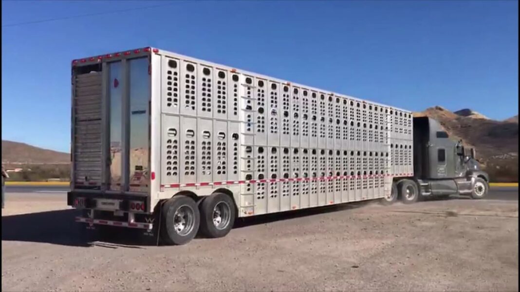 Multas a transportistas de ganado buscan mantener limpias las vialidades de San Juan del Río