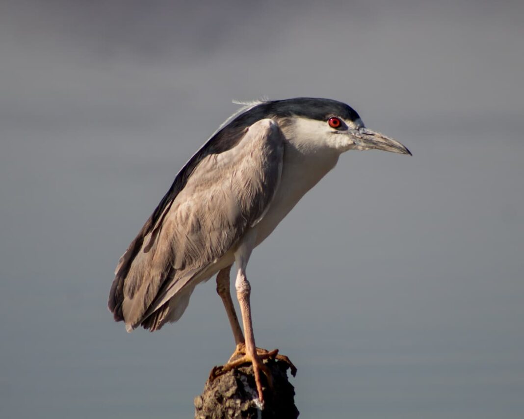 Observación de aves y actividades para proteger la biodiversidad del Parque de las Garzas